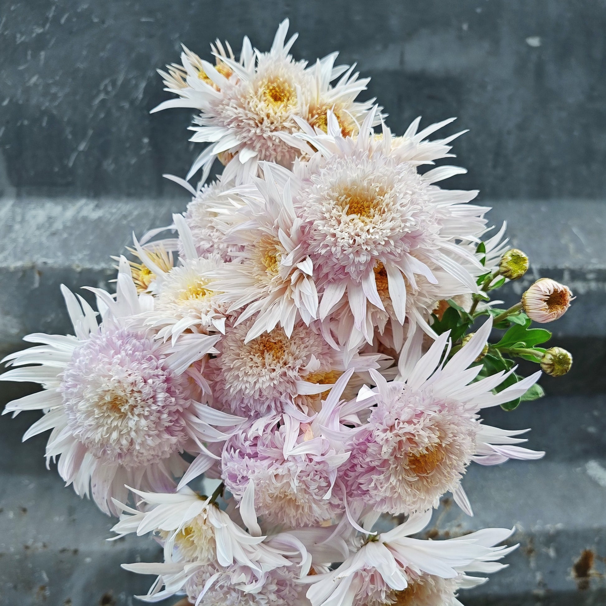 Chrysanthemum Plant - Flying Saucer image 0