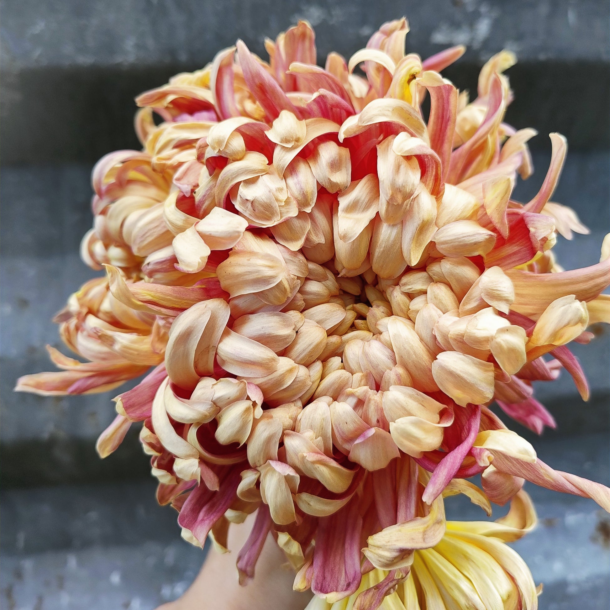 Chrysanthemum Plant - Kokka Ebino image 0