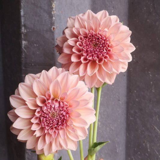 Dahlia Plant - Devon Salmon image 0