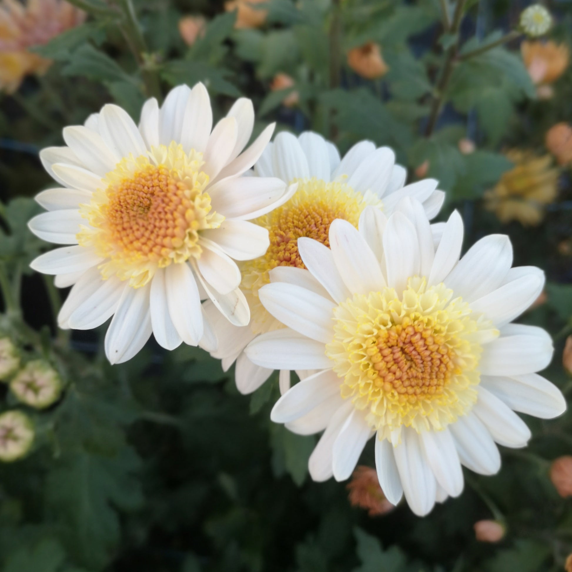Chrysanthemum Plant - Pearl Mundial image 1