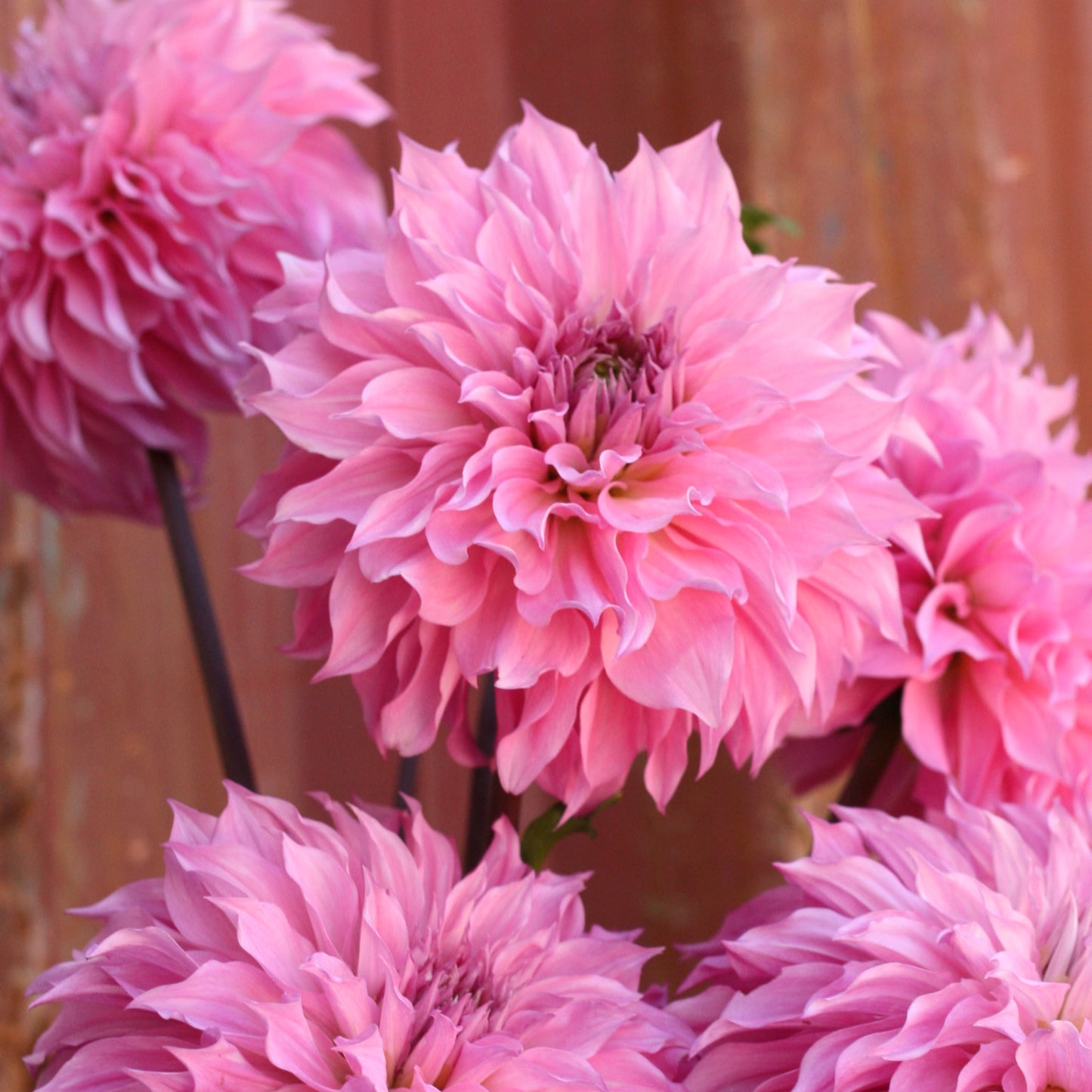 Dahlia Plant -Lileah Mailman image 0