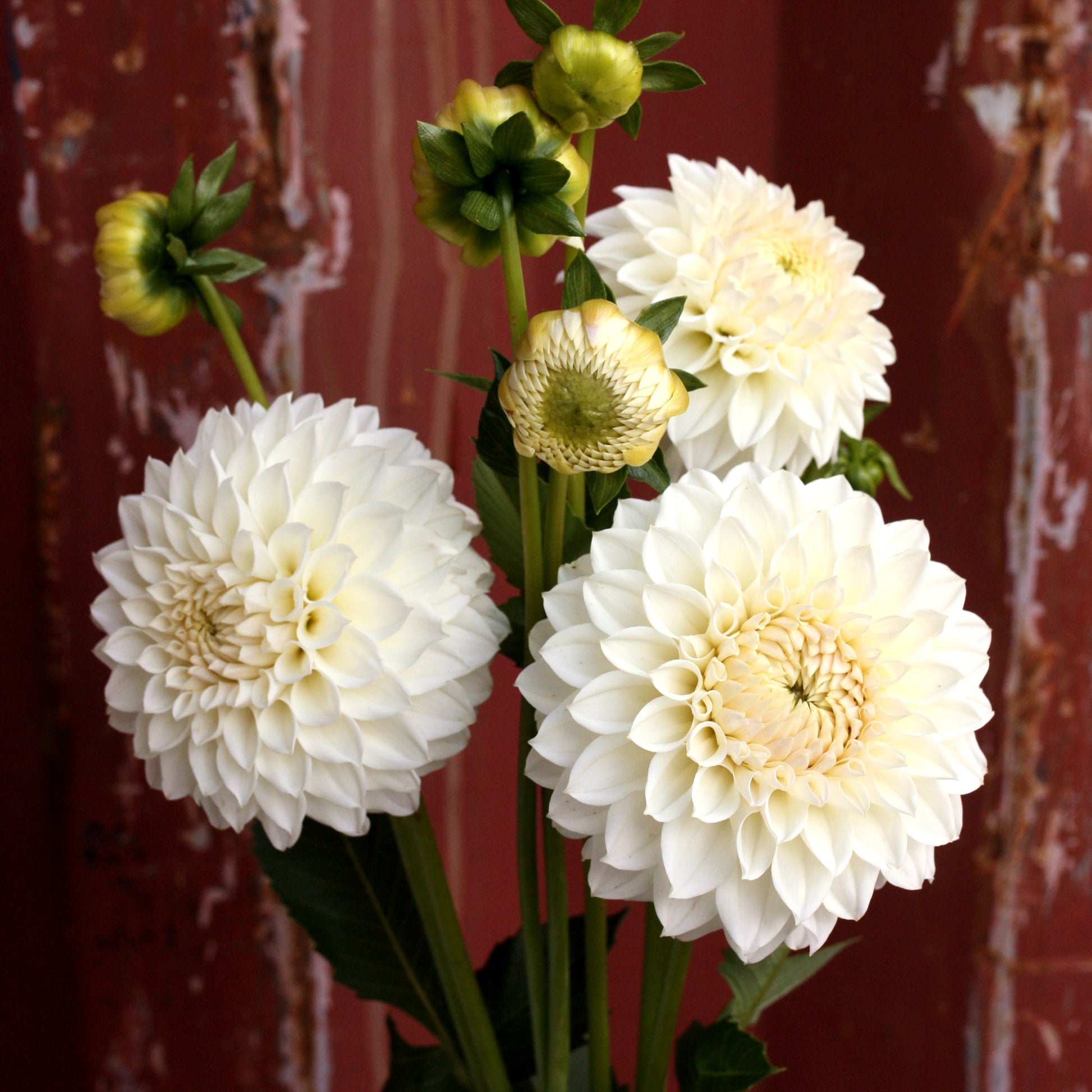 Dahlia Plant - Bilpin Rosie Girl image 0