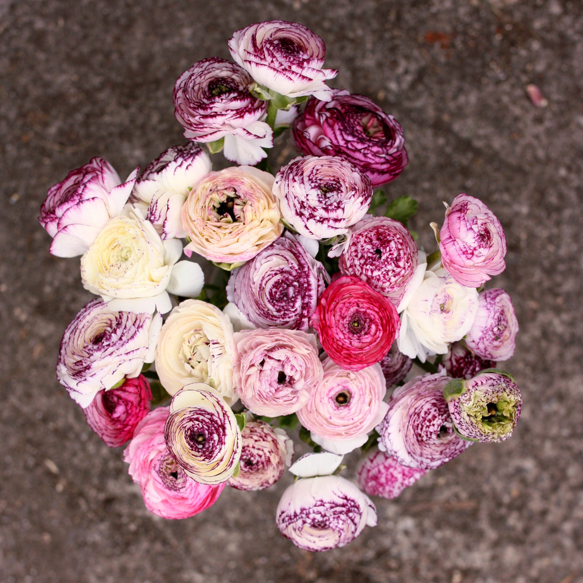 Italian Ranunculus Corms - Bianco Striato (LIMIT of 2 packs per customer image 0