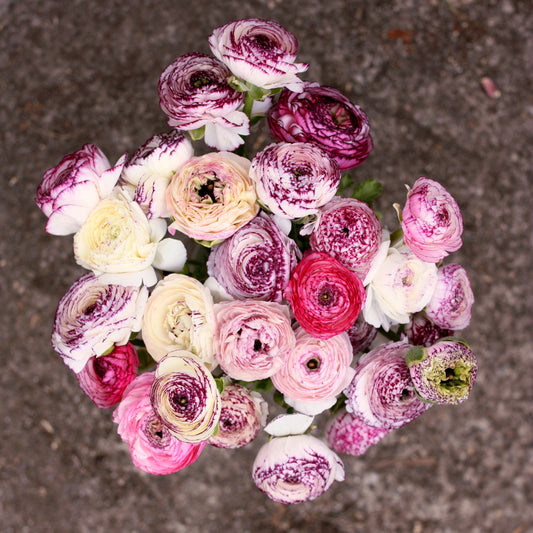 Italian Ranunculus Corms - Bianco Striato (LIMIT of 2 packs per customer image 0