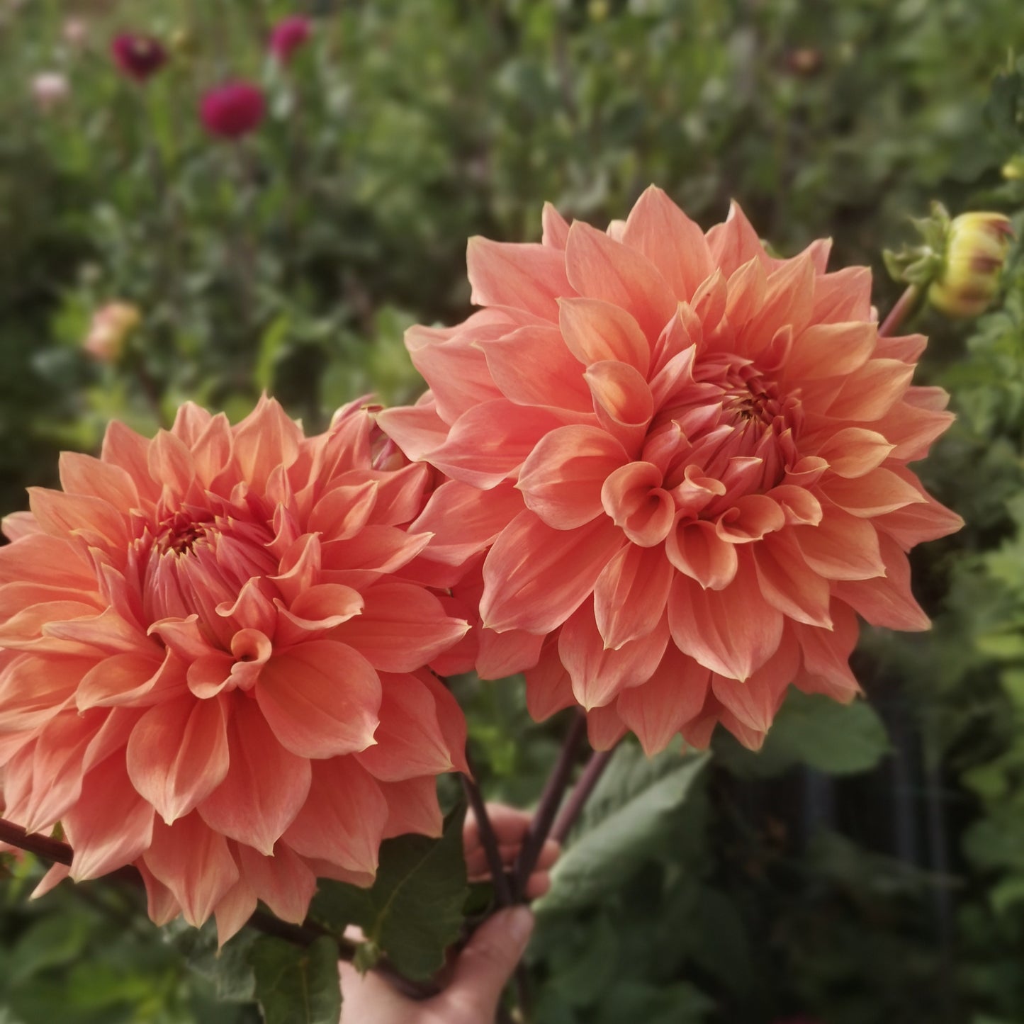 Dahlia Tuber - Aitara Laverne image 0