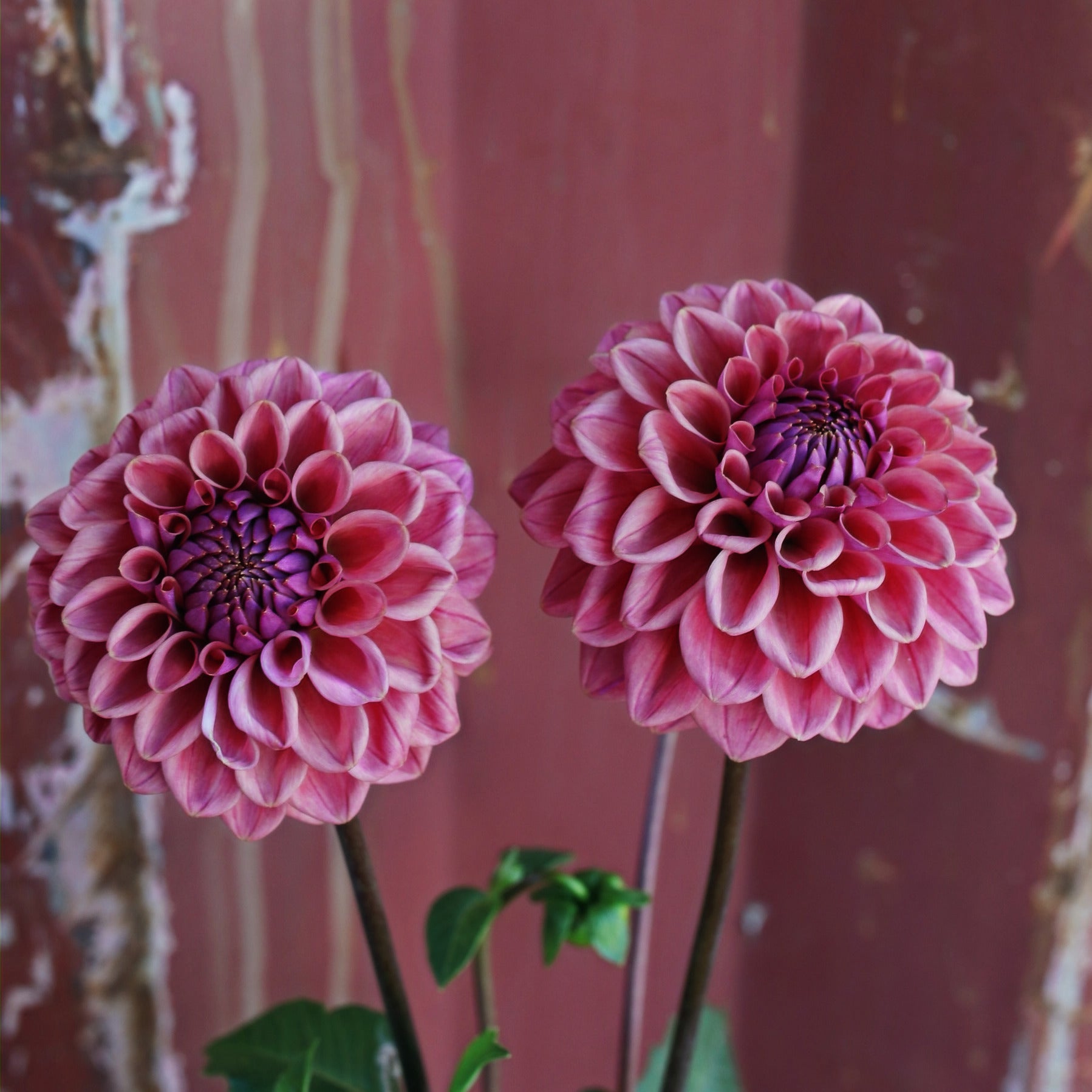 Dahlia Tuber - Winkie Truffle image 1