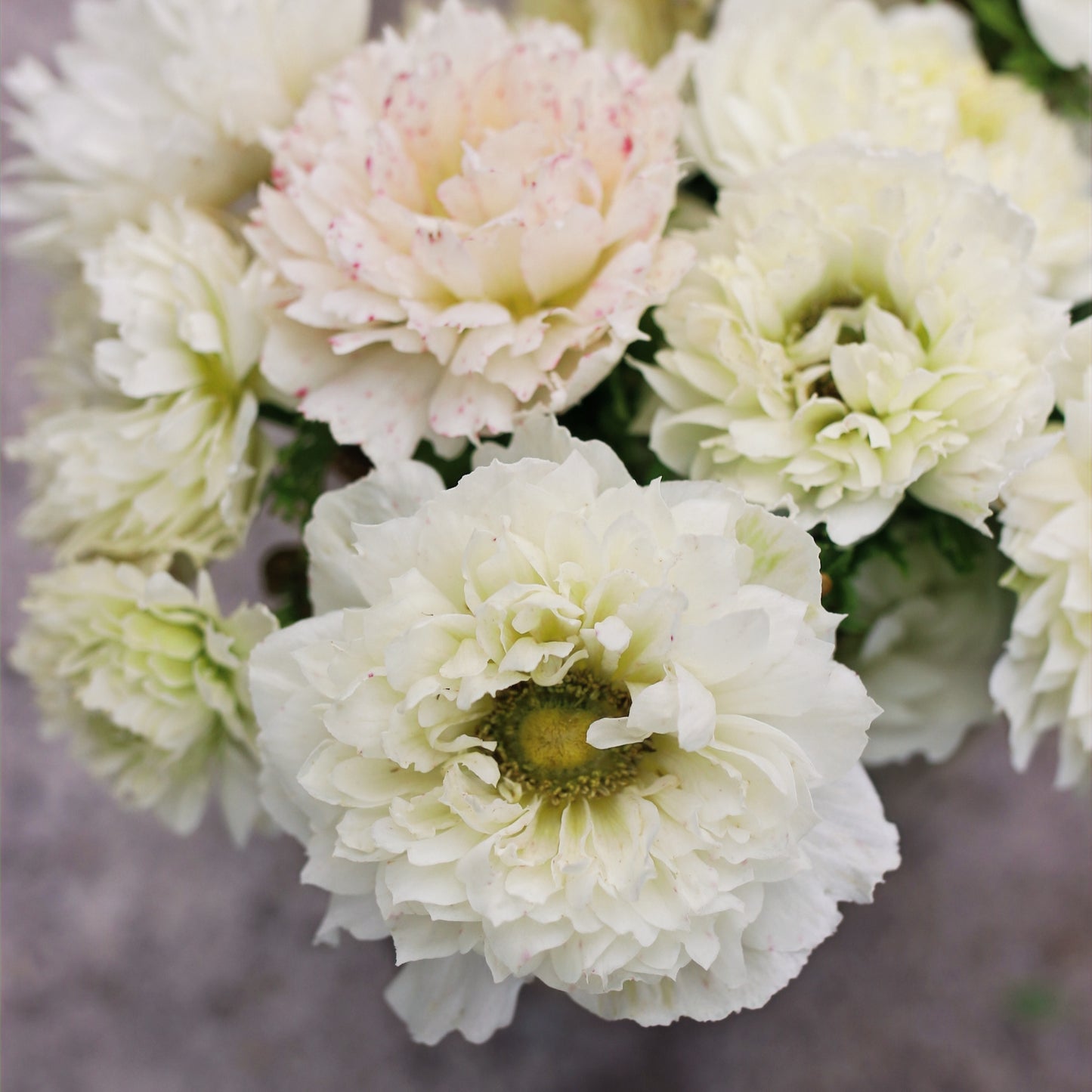 Italian Anemone Corms - Levante Bianco image 0