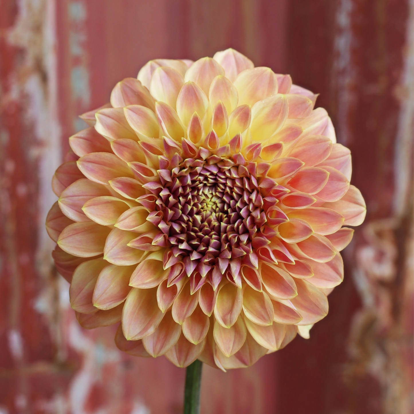 Dahlia Tuber - Coorabell Moonglow image 0