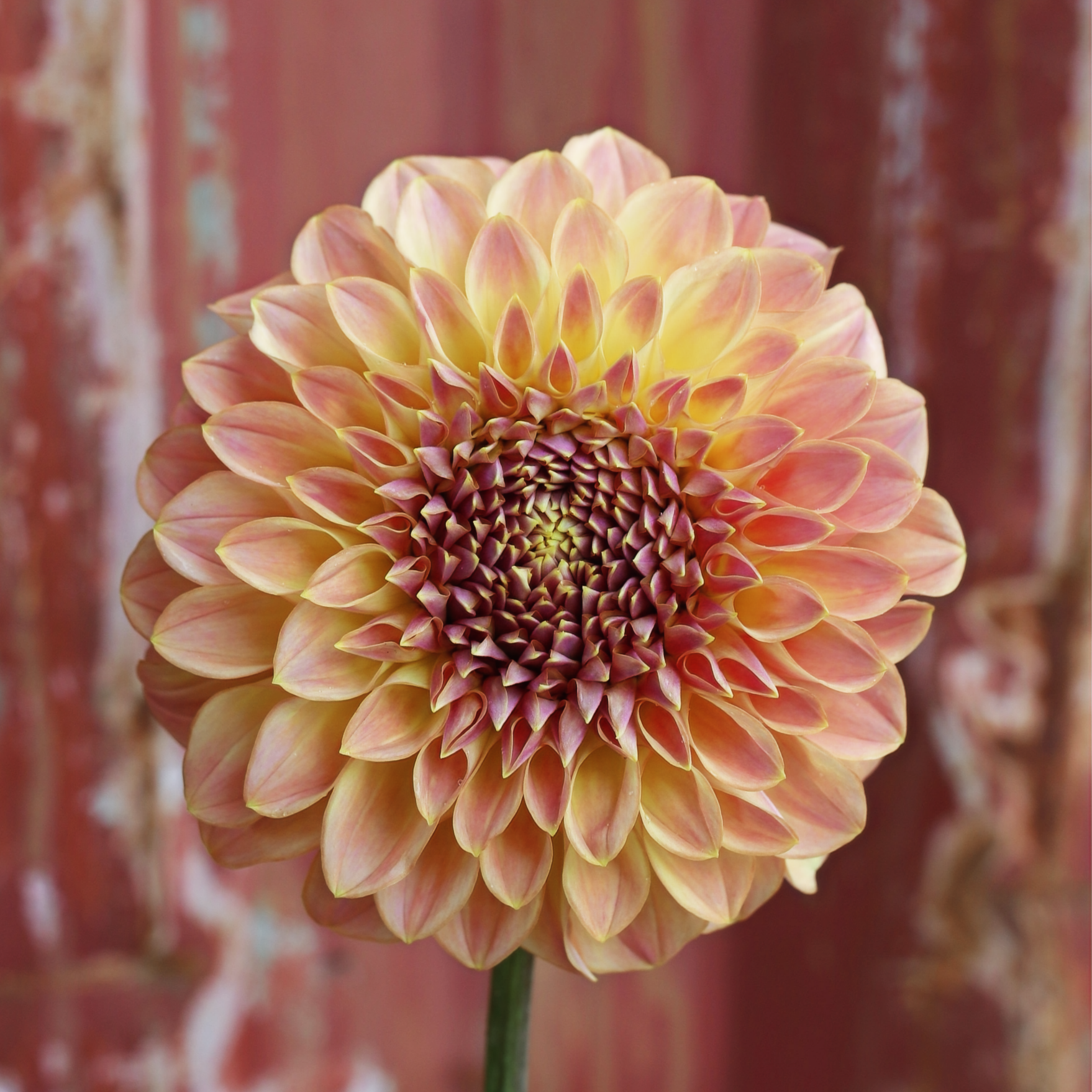 Dahlia Tuber - Coorabell Moonglow image 0