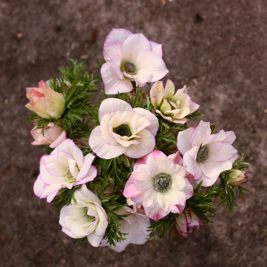 Italian Anemone Corms - Edge Bianco image 0