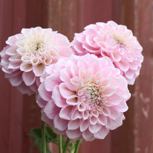 Dahlia Tuber - Gosia Libby image 0