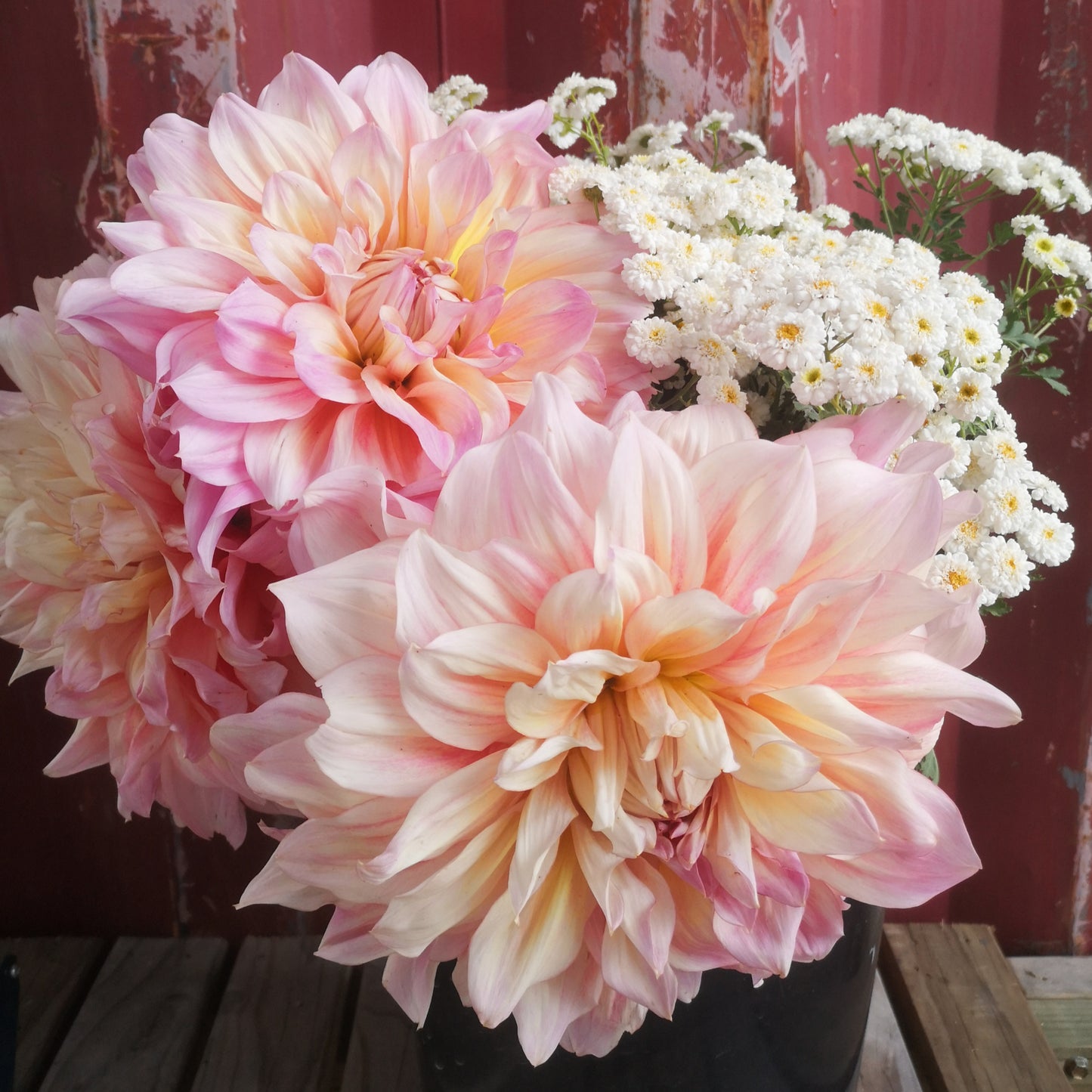 Dahlia Tuber - Tom Wytern image 0