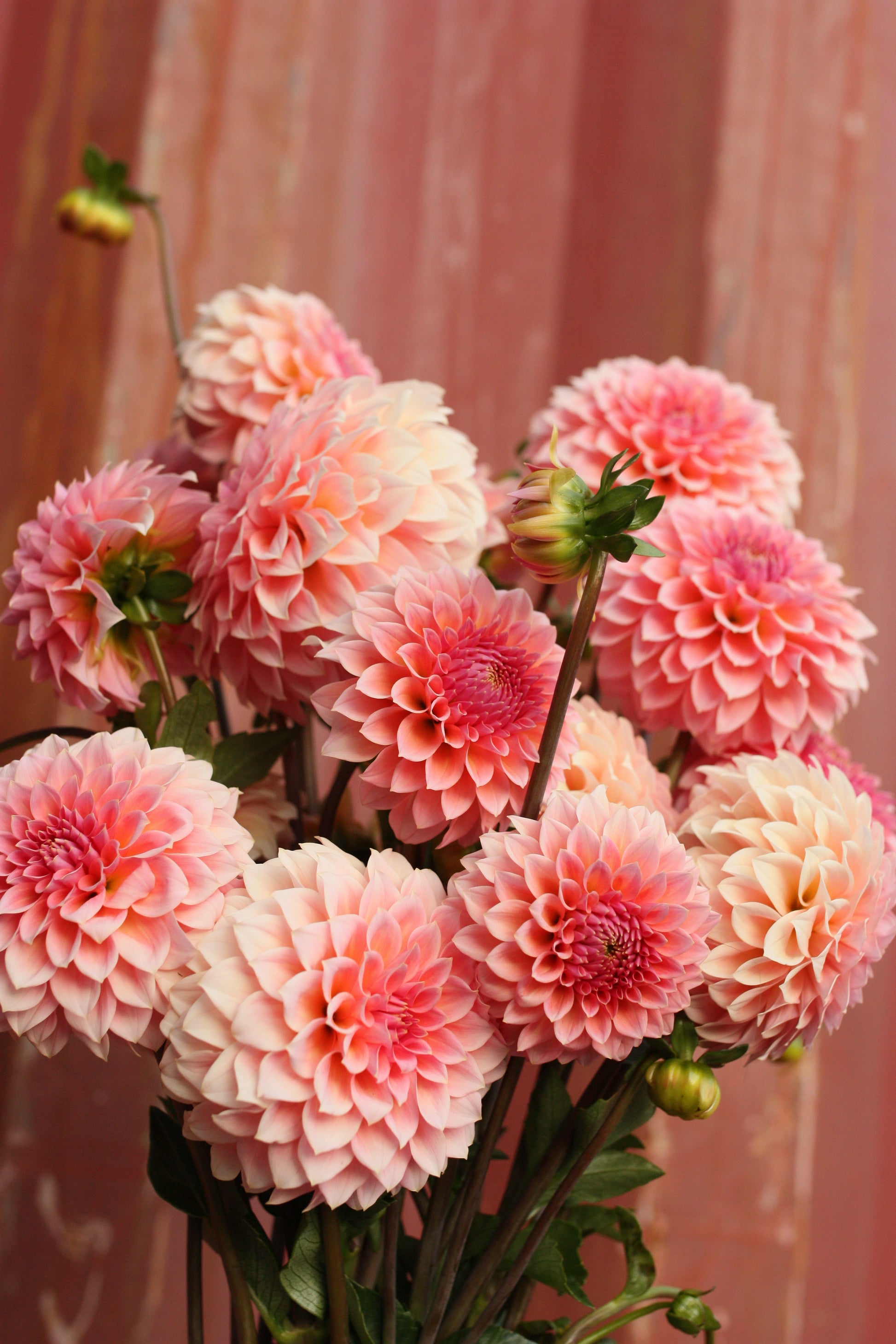 Dahlia Plant - Hillier Tanunda image 0