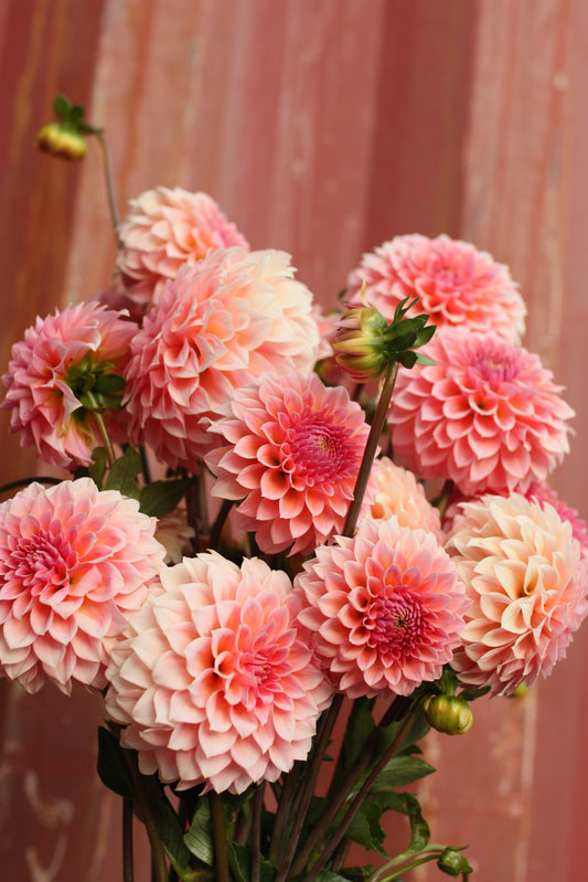 Dahlia Plant - Hillier Tanunda image 0
