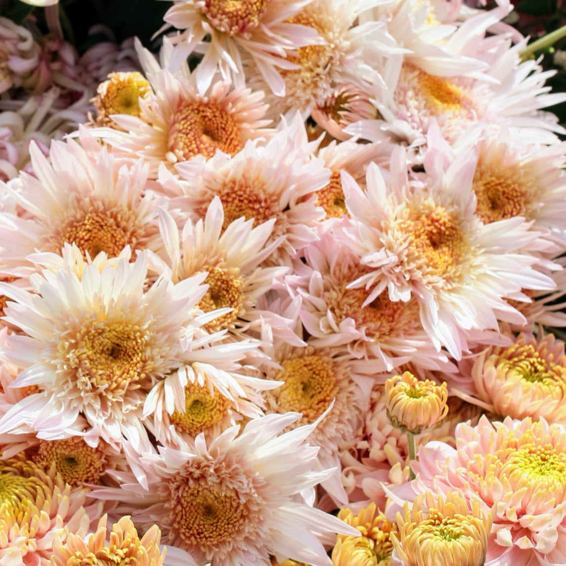 Chrysanthemum Plant - Flying Saucer image 1