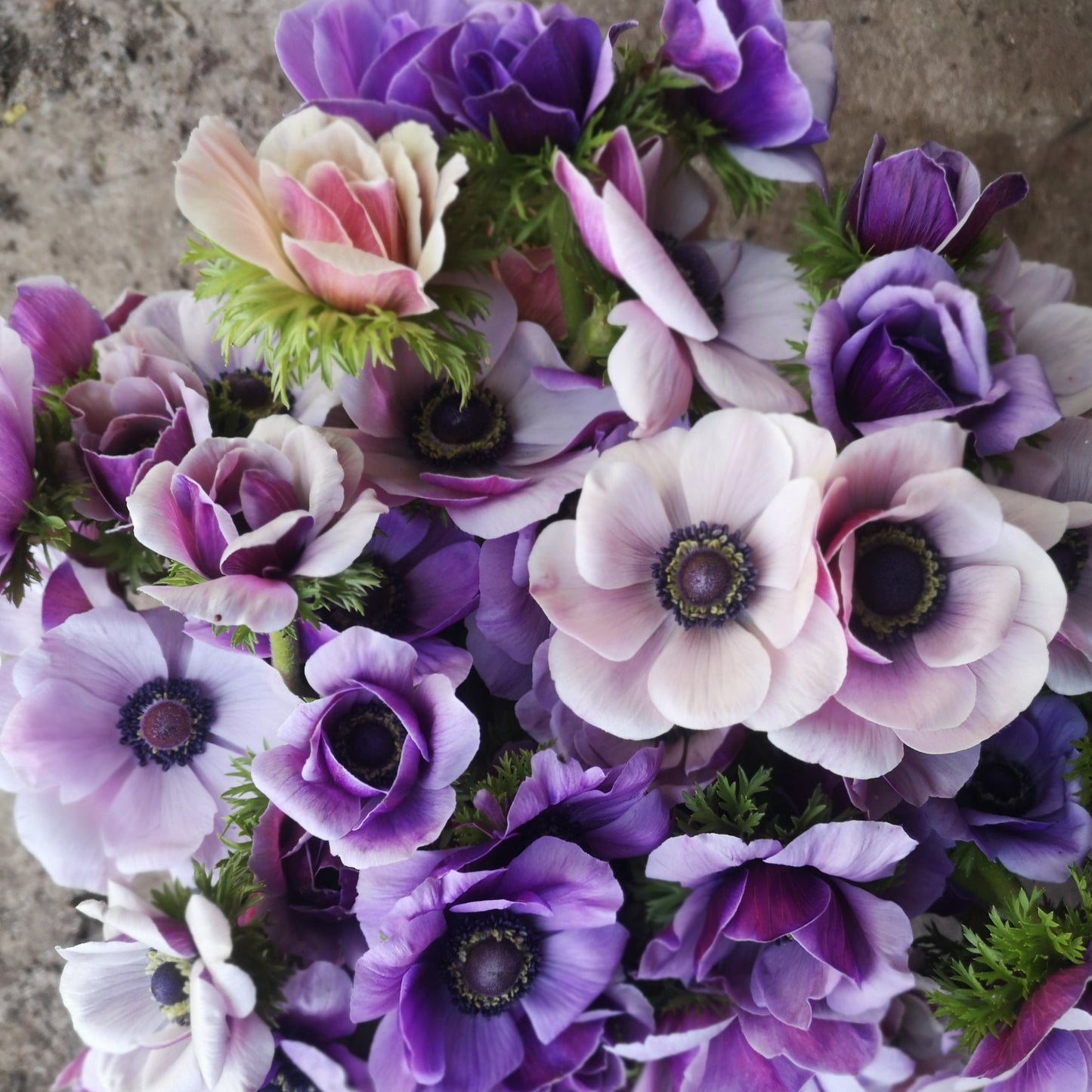 Farm Bunch - Anemone image 3