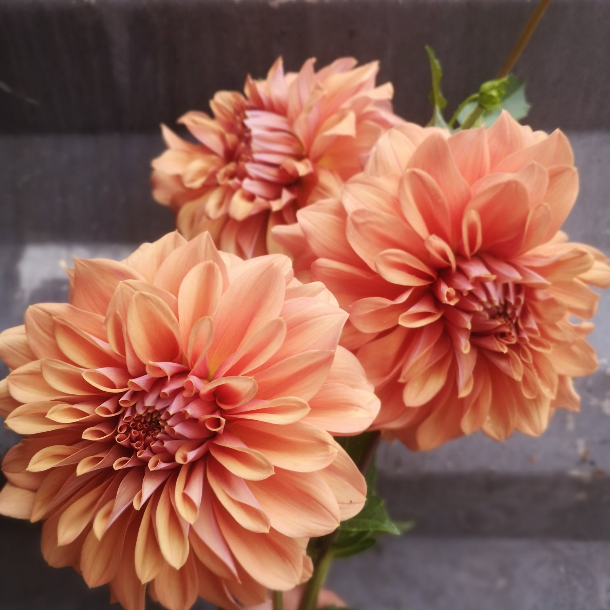 Dahlia Tuber - Lileah Caramel Rose image 1