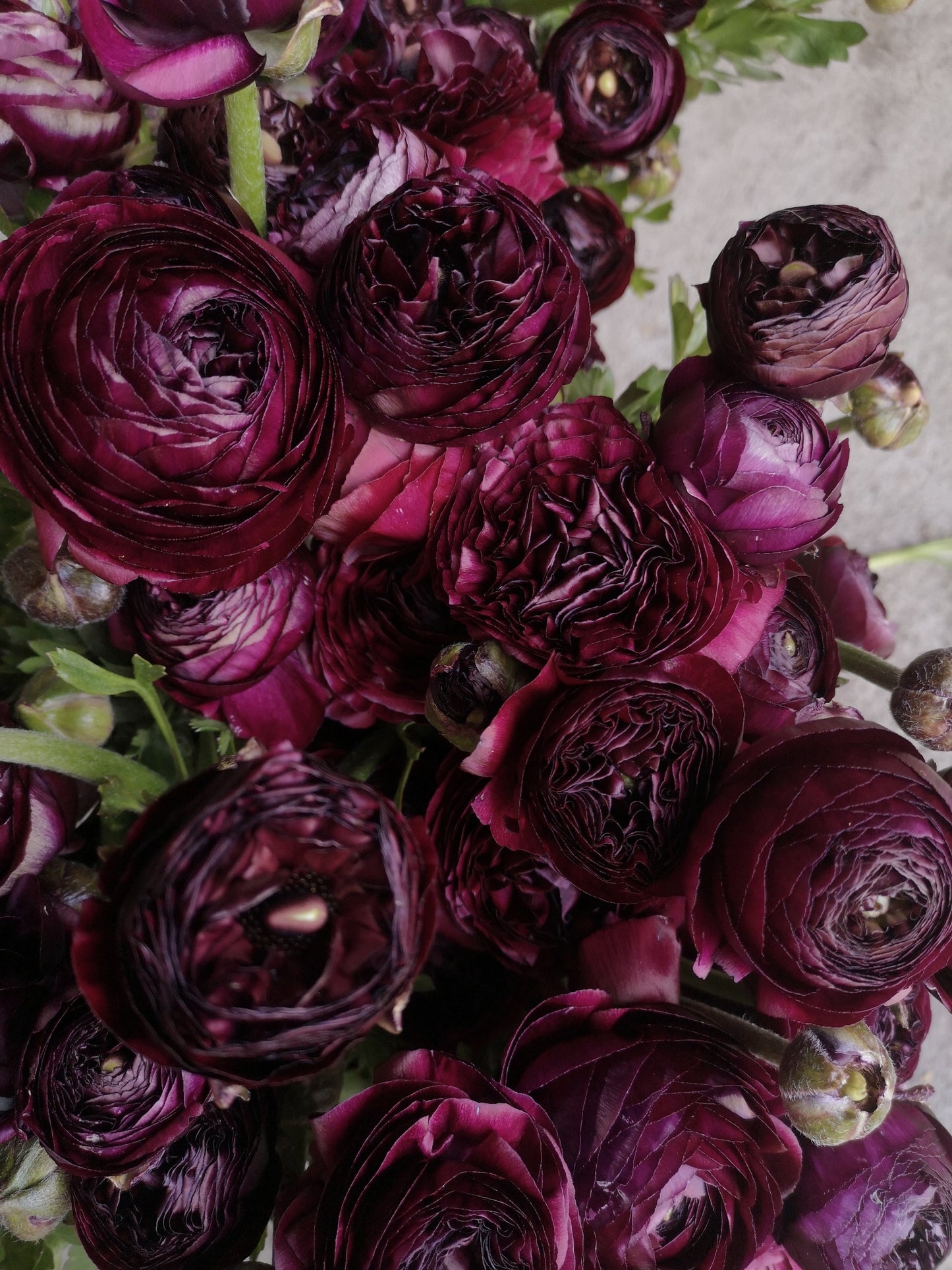 Italian Ranunculus Corms -Violet image 1