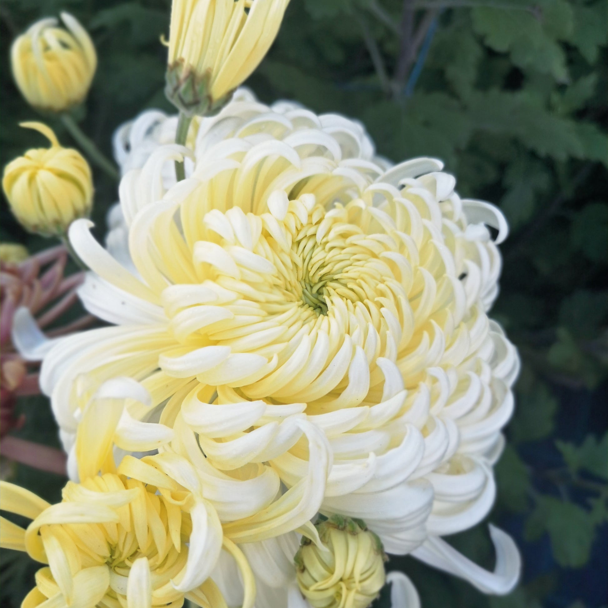 Chrysanthemum Plant - Kokka Etsuzan image 0