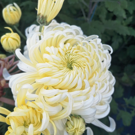 Chrysanthemum Plant - Kokka Etsuzan image 0