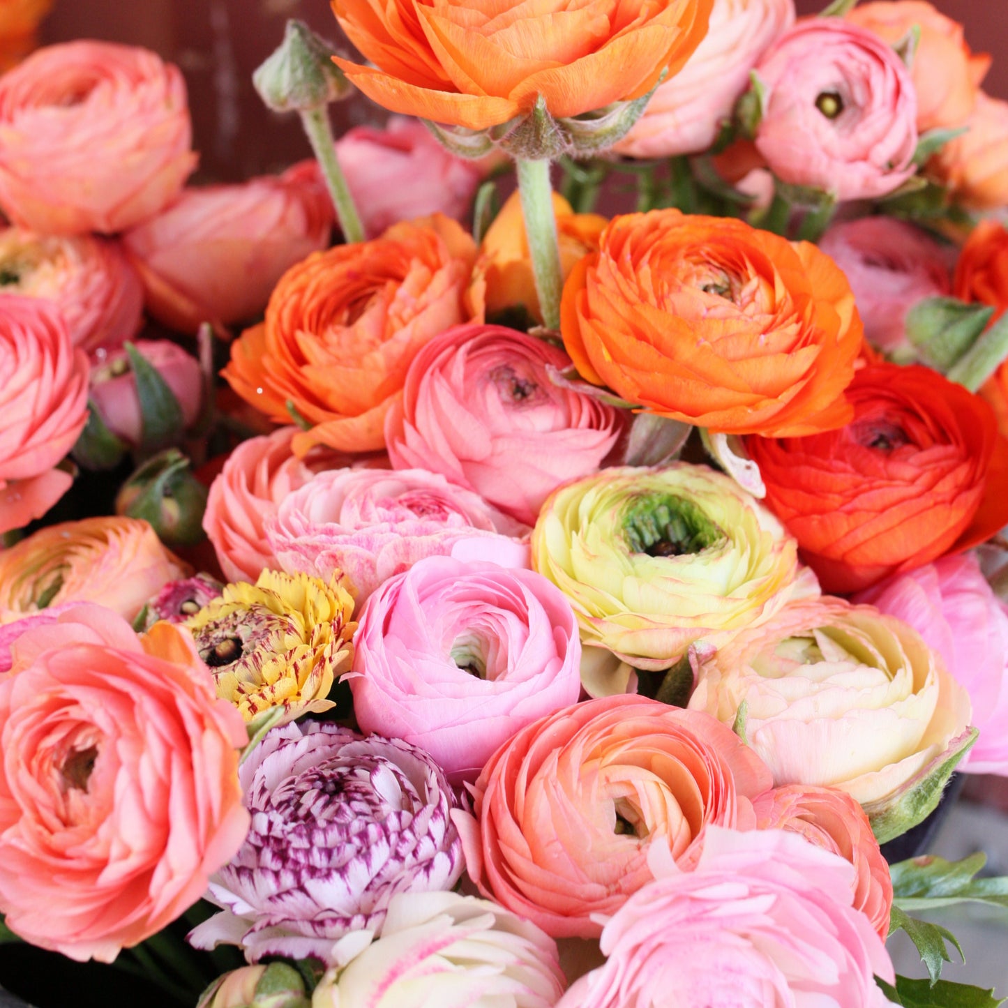 Farm Bunch -Ranunculus image 3