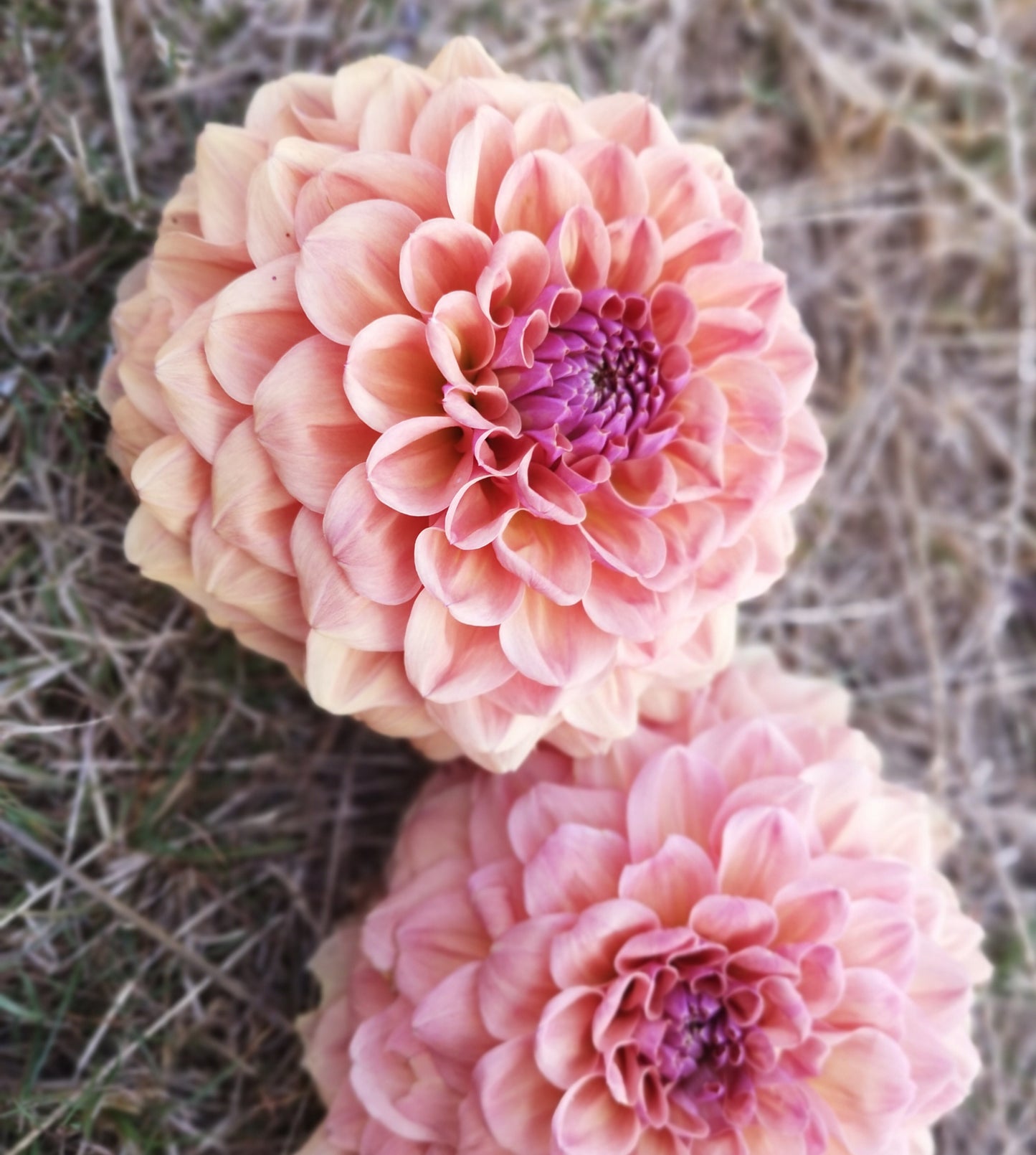 Dahlia Tuber - Breannon image 0