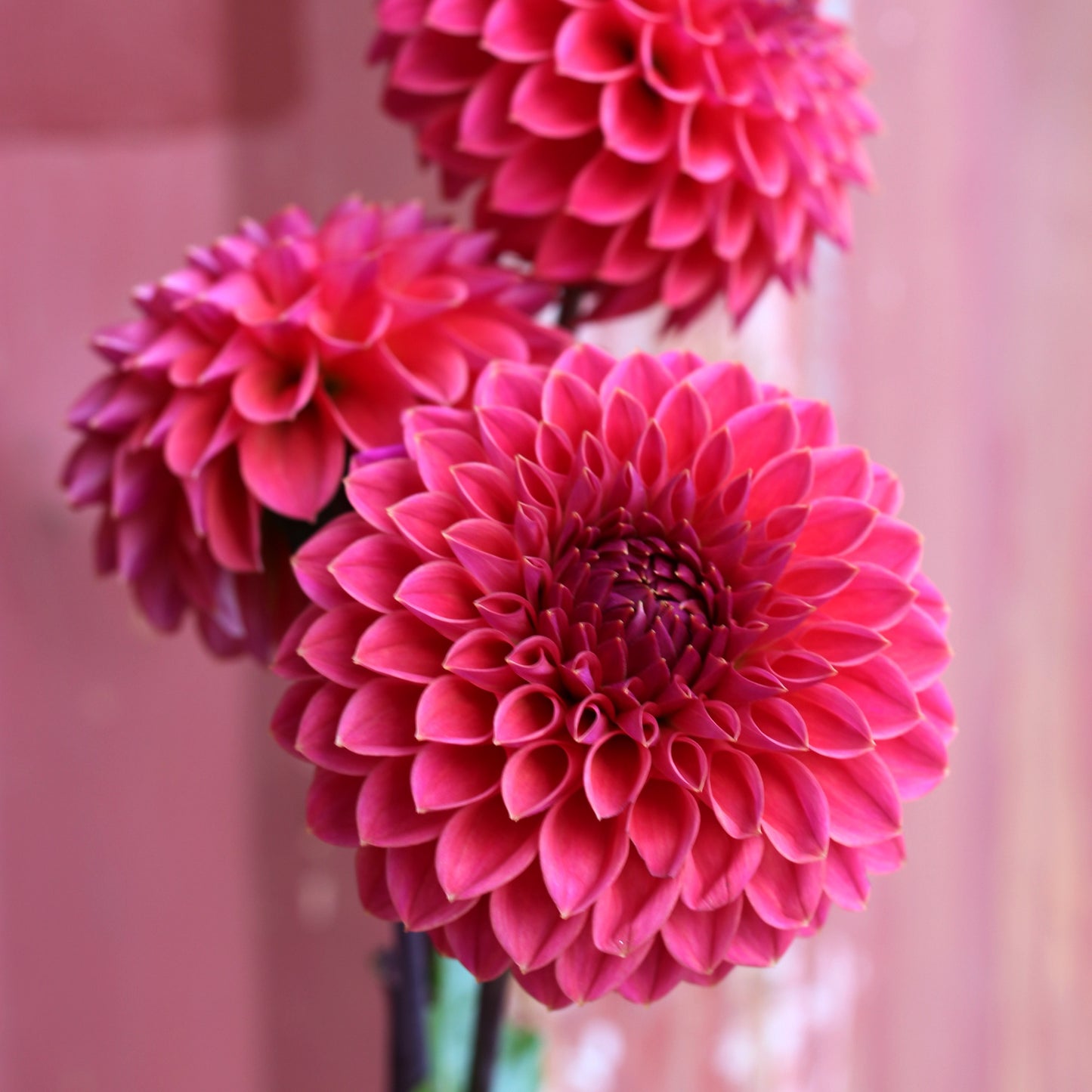 Dahlia Tuber - Polventon Kristobel  - LIMIT 1 per household image 1