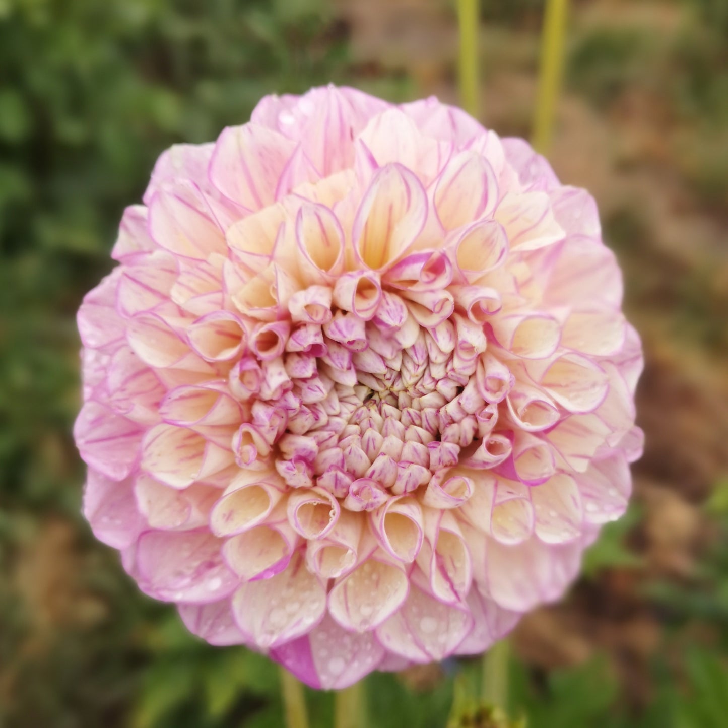 Dahlia Tuber - Vintage Wine image 1