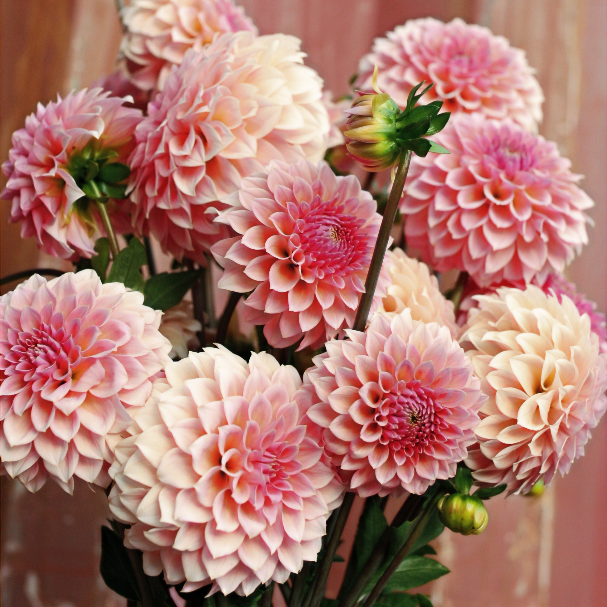 Dahlia Tuber - Hiller Tanunda image 0